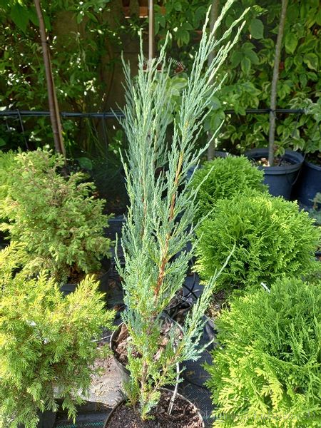 Jałowiec skalny Blue Arrow forma strzelista zdjęcie 5