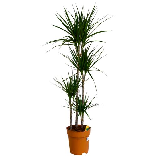 DRACENA MARGINATA 160 cm na Arena.pl