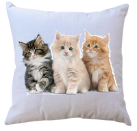 Poduszka Koty