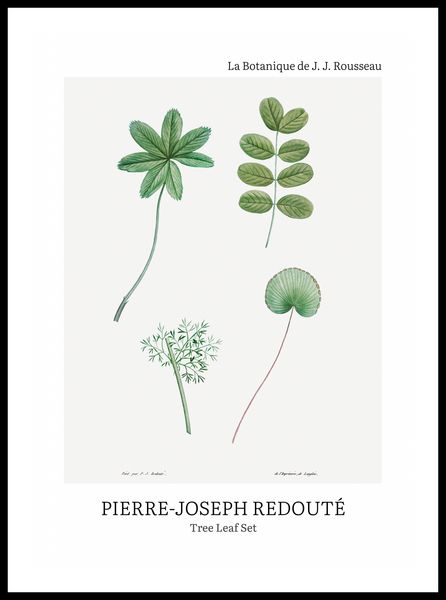 Plakat 50x70cm Design Tree Leaf Set, Redoute Vintage do Salonu zdjęcie 3