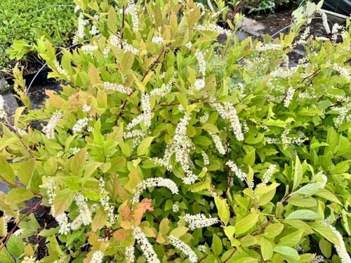 Itea wirginijska 'Henry's Garnet' Doniczka 2.0L (Itea virginica) na Arena.pl