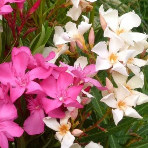 Oleander Tricolor 3 kolory w jednej doniczce C3 na Arena.pl