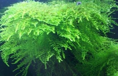 Zestaw roślin łatwych w uprawie 3 plany + GRATIS na Arena.pl