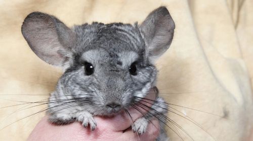 Piasek pył kąpielowy dla szynszyli, 0,1-0,5 mm, 20 kg, atest PZH na Arena.pl