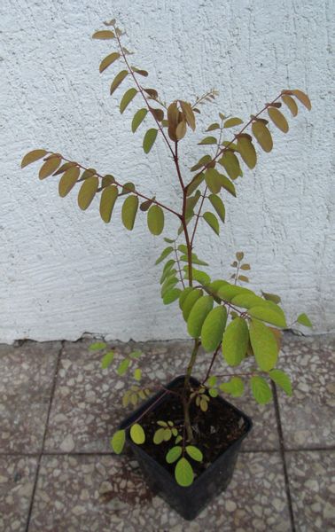 AKACJA ROBINIA - sadzonki w doniczkach zdjęcie 4