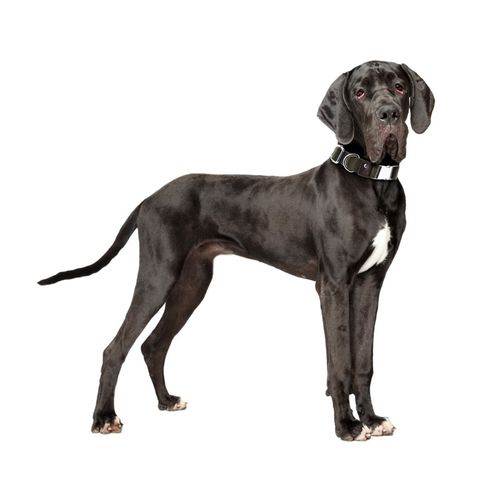 solidna obroża z canvasu dla psa rozmiar l 15p08l na Arena.pl