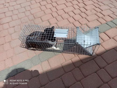 ŻYWOŁAPKA, PUŁAPKA, NA SZCZURY, KUNY, NORKI, TCHÓRZE, KOTY, ŁAPKA na Arena.pl