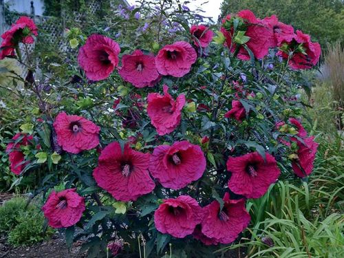 Ketmia bylinowa Plum Crazy C3 E na Arena.pl