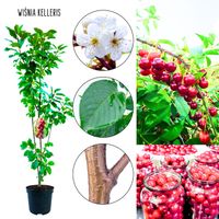 Wiśnia Kelleris duże ciemnoczerwone owoce 100-150 cm