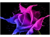 60X40CM RÓŻA FARB JAKUB BANAŚ OBRAZ