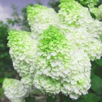 HORTENSJA pistacjowo różowa krzak - sadzonki 40 / 60 cm