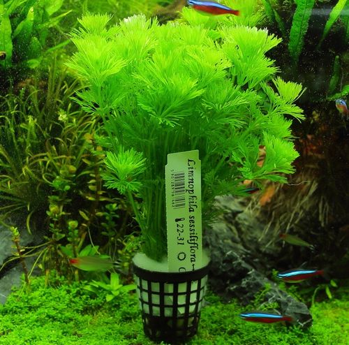 Łatwa Limnophila Sessiliflora Rośliny do akwarium na Arena.pl