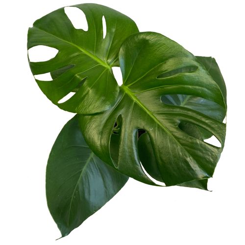 MONSTERA DZIURAWA DELICIOSA 45cm na Arena.pl
