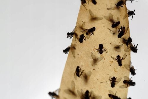 DUŻY ZESTAW LEPÓW NA MUCHY I INNE OWADY NO PEST na Arena.pl