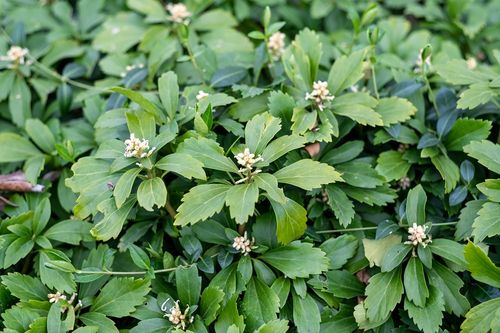 Runianka japońska Green Carpet - Pachysandra terminalis na Arena.pl