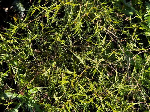 Brzoza brodawkowata 'Karaca' Karłowata Miniaturowa (Betula pendula) 2.0L na Arena.pl