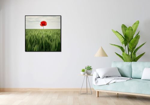 Plakat 80x80cm Samotny Mak na Polu na Arena.pl