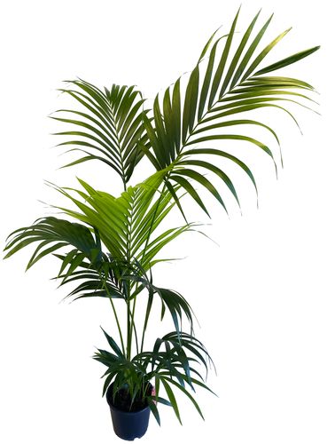 PALMA KENTIA (Kencja, Howea) 180 cm na Arena.pl