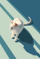 Plakat 61x90,5cm Kocia Persona