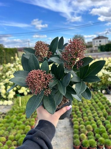 SKIMIA JAPOŃSKA Duże Sadzonki 1L 'Rubella' na Arena.pl