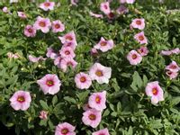 Million Bells Pink Calibrachoa kolor różowy
