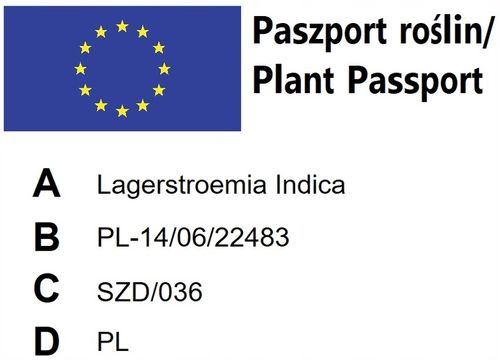 LAGERSTROEMIA INDICA NAJDŁUŻEJ KWITNĄCY KRZEW ŚWIATA PINK RÓŻOWA na Arena.pl