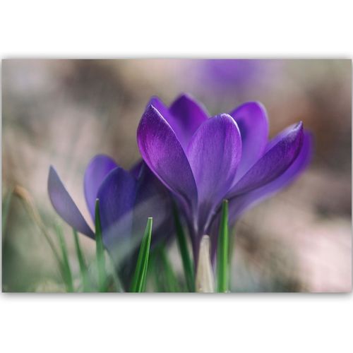 Deco Panel, Wiosenne krokusy 120x80 na Arena.pl