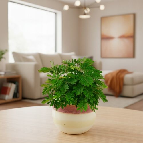 Mimosa Pudica MiMOZA wstydliwa roślinka rozmiar S Bardzo delikatna na Arena.pl