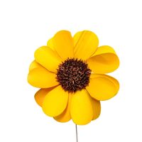 Susz ozdobny żółty eko kwiat