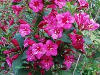 Krzewuszka cudowna 'Bristol Ruby' (Weigela) w  doniczkach P9, 20-30cm