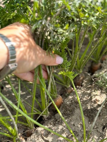 Sok jabłko marchewka tłoczony naturalny 100% 5L z marchwi i jabłek, zdrowy na Arena.pl