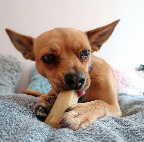 4DOGS Gryzak z sera himalajskiego Churpi Original M na Arena.pl