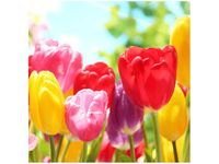 50X50CM ŻÓŁTY TULIPAN OBRAZ