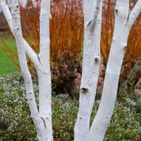 Brzoza pożyteczna 'Doorenbos' Biała kora 100-130cm (Betula utilis) 5L