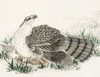 Plakat 65x50cm  Hawk-Eagle, Kashu Japoński Vintage do Salonu