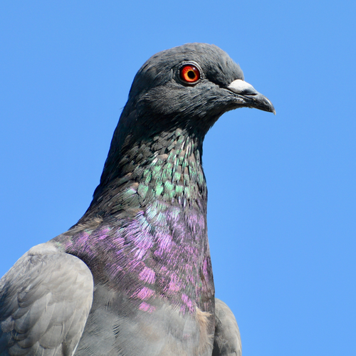 Patron - Acemal 1000 ml - ocet jabłkowy 8% na Arena.pl