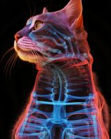 Plakat 40x50cm Anatomia Kota