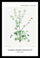 Plakat 20x30cm Design Scurvy-Grass, Redoute Vintage do Salonu