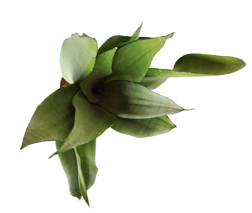 SANSEWIERIA MOONSHINE SANSEVIERIA 45cm na Arena.pl