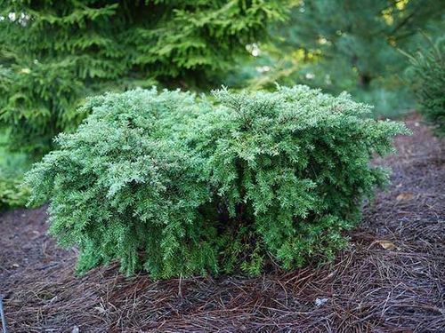 Choina kanadyjska Jeddeloh C2 na Arena.pl