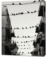 Obraz 70x90cm Miejski Motyw z Ptakami