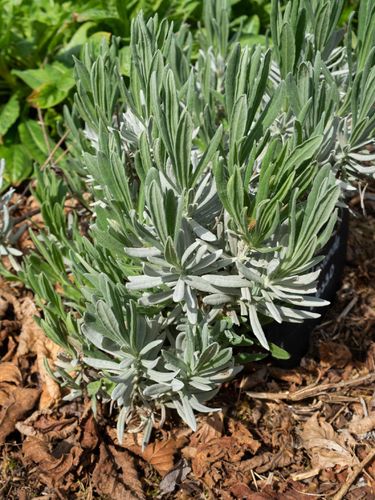 Lawenda 'Grosso' Mrozoodporna, (Lavandula x intermedia) Doniczka 1.0L na Arena.pl