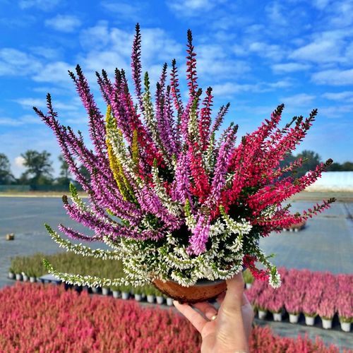 Wrzos Misa Jesienna Kompozycja Czterokolorowa Ładne Kolorowe Donice na Arena.pl