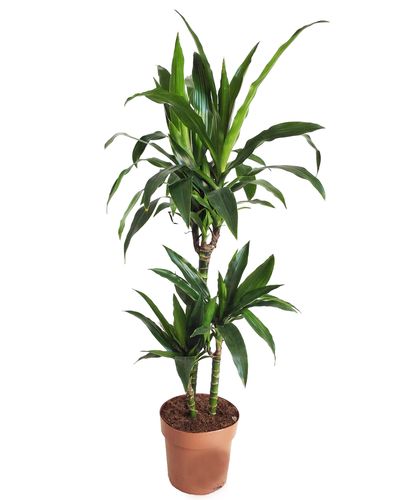 DRACENA JANET CRAIG 110cm na Arena.pl