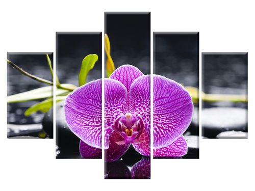 Orchidea 5H 150x105 widok GRATISY na Arena.pl