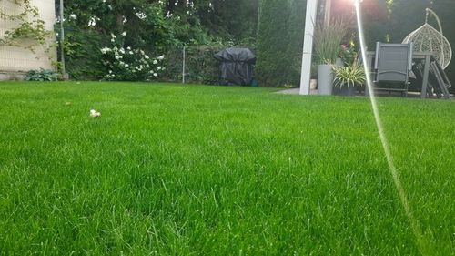 Nawóz do trawy SZYBKI EFEKT 10 kg Florovit na Arena.pl