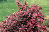 ESCALLONIA ESKALONIA Red Dream zimozielona SADZONKA