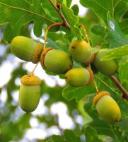 DĄB SZYPUŁKOWY Quercus robur NASIONA 16 sztuk - 100g.