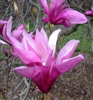 Magnolia betty duża roślina odpornana mróz 150 cm
