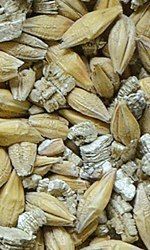 Certech Trawka 150 G na Arena.pl